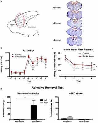 Cyclosporin A-Mediated Activation of Endogenous Neural Precursor Cells Promotes <mark class="highlighted">Cognitive Recovery</mark> in a Mouse Model of Stroke